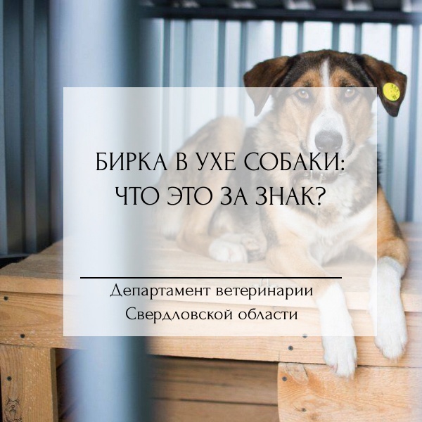 Бирка в ухе собаки: что это за знак?