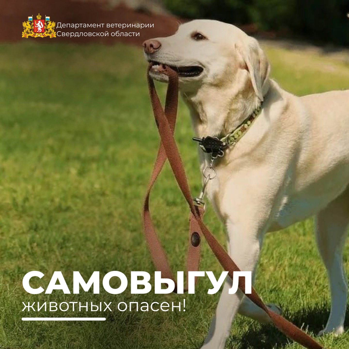 Самовыгул